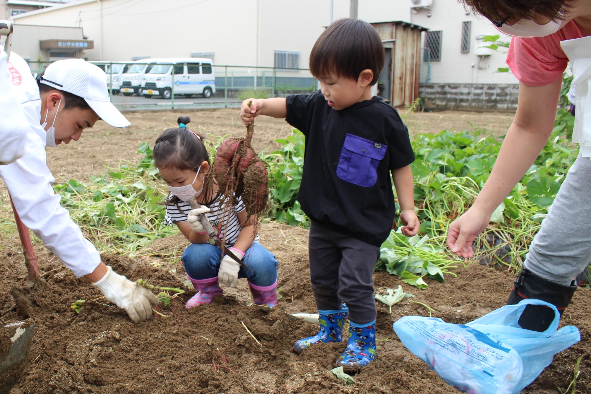 ＪＡ大阪中河内　支店職員による地域貢献活動でサツマイモ掘り体験を実施 (1).JPG