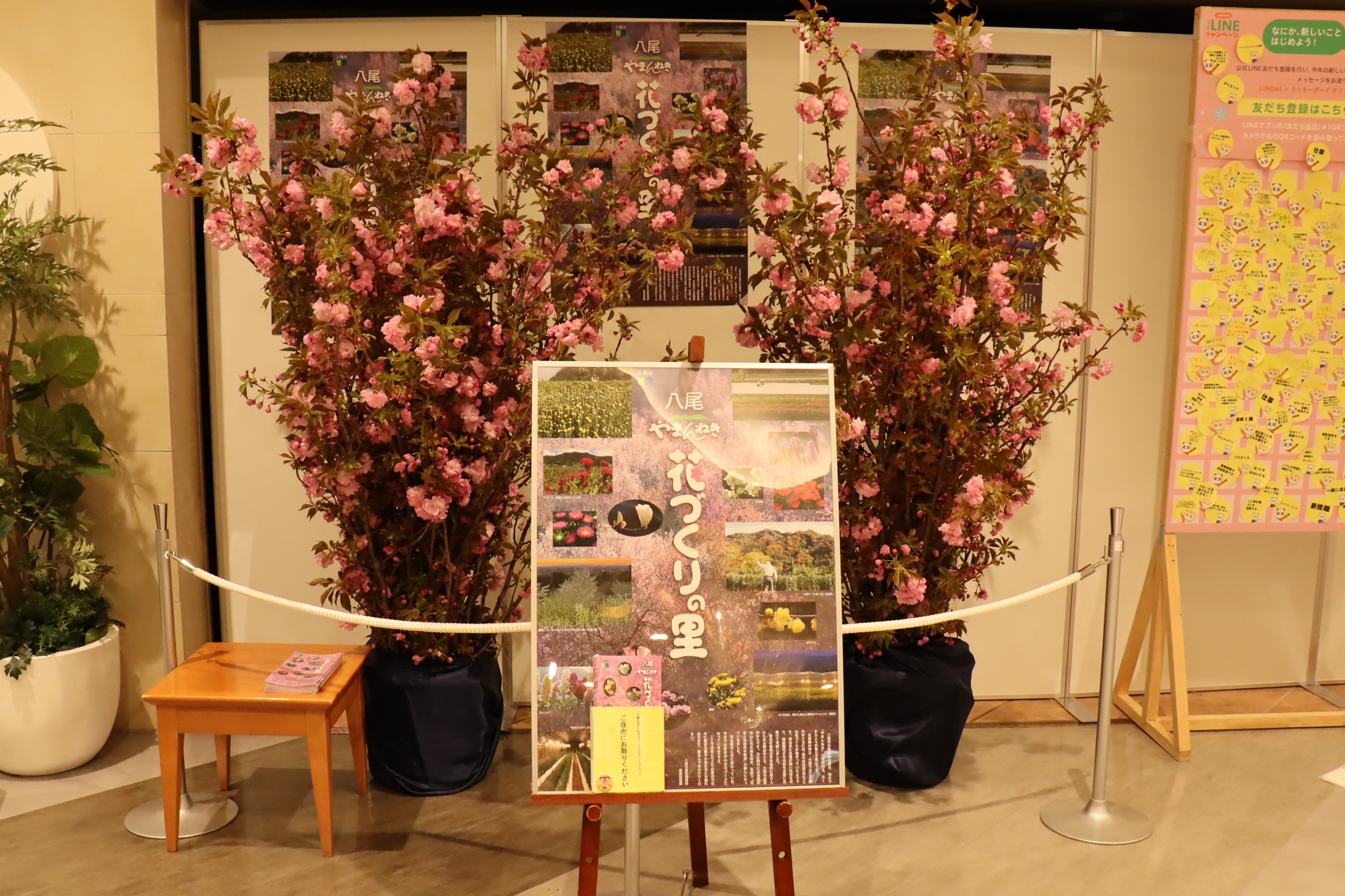 商業施設で「八尾の桜」をPR（5.4.14）.jpg