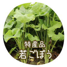 特産品若ごぼう